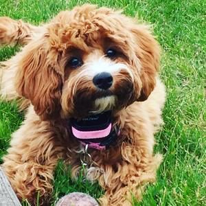 Meet your Posher, Luna